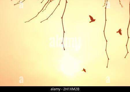 Oiseaux survolant le soleil brumeux un jour d'été à Camden Town, Londres, Royaume-Uni Banque D'Images