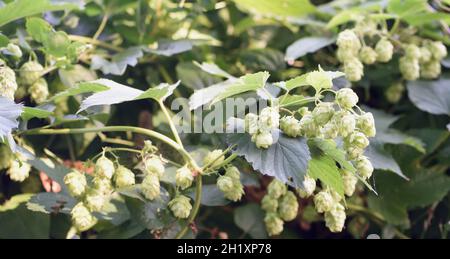 Fleurs femelles d'un houblon sauvage (Humulus lupulus) qui poussent au sommet des falaises de craie près d'Eastbourne.Eastbourne, East Sussex, Royaume-Uni Banque D'Images