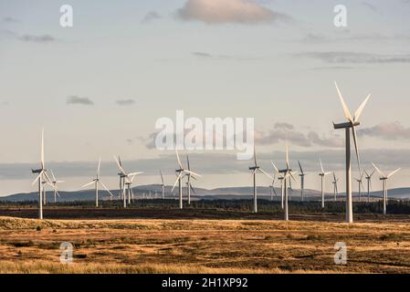 Certaines des 215 éoliennes de Whitelee Windfarm sur Eaglesham Moor près de Glasgow, en Écosse, au Royaume-Uni, le plus grand parc éolien côtier de Grande-Bretagne Banque D'Images