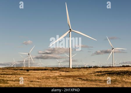 Certaines des 215 éoliennes de Whitelee Windfarm sur Eaglesham Moor près de Glasgow, en Écosse, au Royaume-Uni, le plus grand parc éolien côtier de Grande-Bretagne Banque D'Images