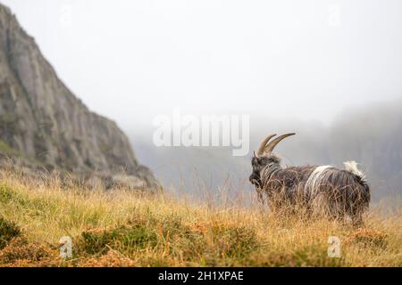 Vue arrière de chèvre de montagne gallois isolé dans le parc national de Snowdonia, au nord du pays de Galles, Royaume-Uni, errant sauvage au pied du Mont Tryfan dans la brume d'automne. Banque D'Images