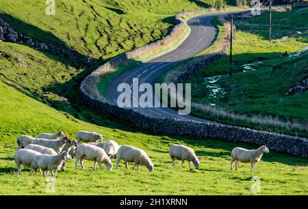 Moutons et route à travers Brook Bottom, Tideswell, High Peak, Derbyshire dans le Peak District, Royaume-Uni Banque D'Images