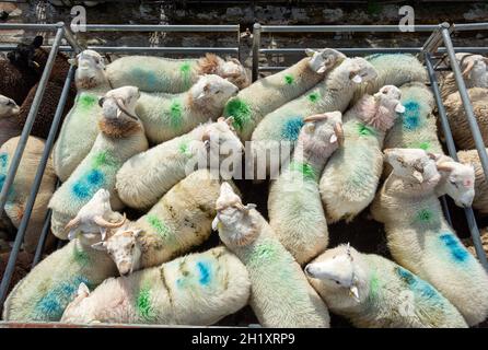 Agneaux en enclos sur un marché de l'élevage, au nord du pays de Galles, au Royaume-Uni Banque D'Images