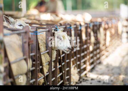 Agneaux en enclos sur un marché de l'élevage, au nord du pays de Galles, au Royaume-Uni Banque D'Images