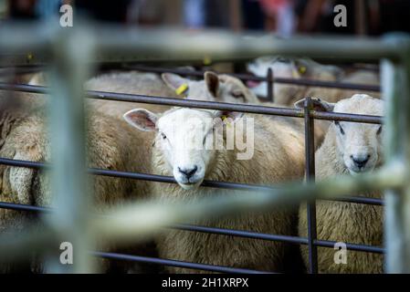 Agneaux en enclos sur un marché de l'élevage, au nord du pays de Galles, au Royaume-Uni Banque D'Images