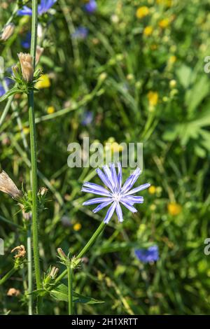 Gros plan de la fleur bleue fraîche de chicorée dans l'habitat naturel.La plante est utilisée pour une autre boisson à base de café.Prairie à fleurs non concentrée avec beaucoup de blu Banque D'Images