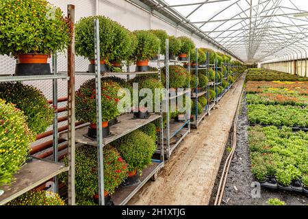 Casiers de chrysanthèmes en pots dans une serre de pépinière Banque D'Images