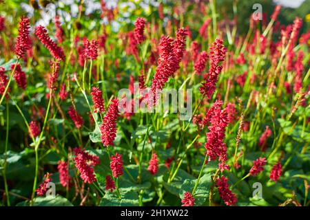 Foyer sélectif de la fleur rouge Persicaria ampelexicaulis dans le jardin à la lumière douce du soleil, Knotweed est un genre de plantes à fleurs herbacées, Polygonac Banque D'Images