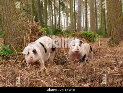 Gloucester Old Spot jeunes boars dans les bois, Yorkshire, Royaume-Uni Banque D'Images