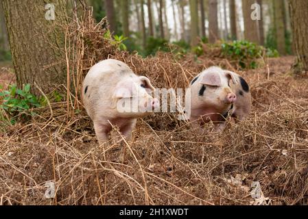 Gloucester Old Spot jeunes boars dans les bois, Yorkshire, Royaume-Uni Banque D'Images