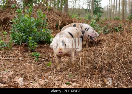 Gloucester Old Spot jeunes boars dans les bois, Yorkshire, Royaume-Uni Banque D'Images