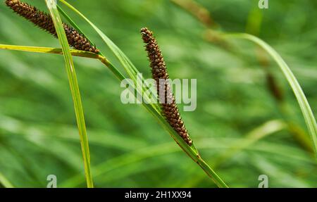 Carex acuta - trouvé croissant sur les bords des rivières et des lacs dans les écorégions terrestres Palaearctiques dans des lits de dep humide, alcalin ou légèrement acide Banque D'Images