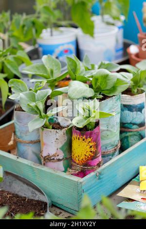 Au printemps, la plantation de jeunes plants de fèves a commencé dans des pots de papier faits maison dans une parcelle de légumes.Vicia faba 'Bunyards Exhibition' Royaume-Uni Banque D'Images