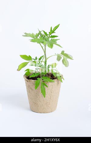 Plants de tomates dans des pots biodégradables isolés sur fond blanc.ROYAUME-UNI Banque D'Images