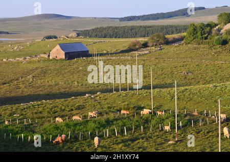 FRANCE.LOZÈRE (48).OCCITANIA.AUBRAC.PAYSAGE DU PLATEAU DE L'AUBRAC AVEC PÂTURAGE DES VACHES DE L'AUBRAC. Banque D'Images