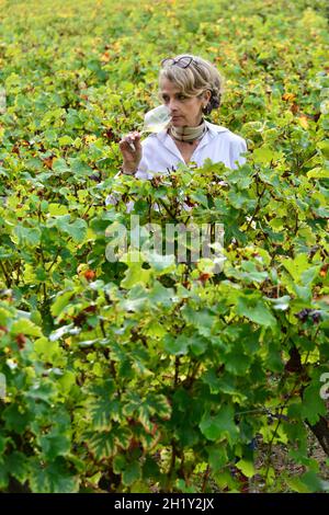 GIRONDE (33) SAUTERNES.CHÂTEAU GRAVAS.FLORENCE BERNARD, LA PROPRIÉTAIRE, DANS SES VIGNOBLES. Banque D'Images