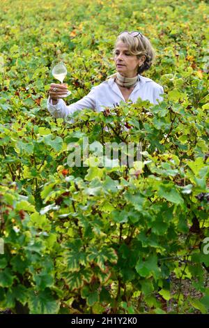 GIRONDE (33) SAUTERNES.CHÂTEAU GRAVAS.FLORENCE BERNARD, LA PROPRIÉTAIRE, DANS SES VIGNOBLES. Banque D'Images