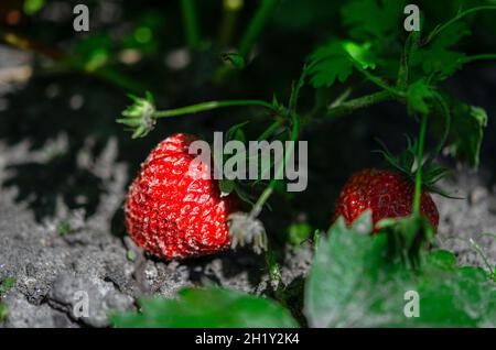 Une fraise avec des fruits mûrs et verts dans le jardin.Feuilles naturellement sales du sol, rangées de fraises en arrière-plan. Banque D'Images