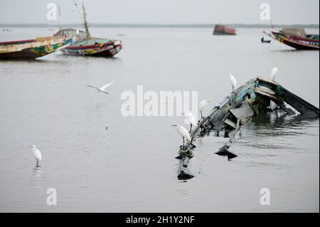 SÉNÉGAL, Casamance, Ziguinchor, port de pêche, héron sur épave de bateau en bois à pécher / Fischereihafen, Reiher auf Holzboot Banque D'Images