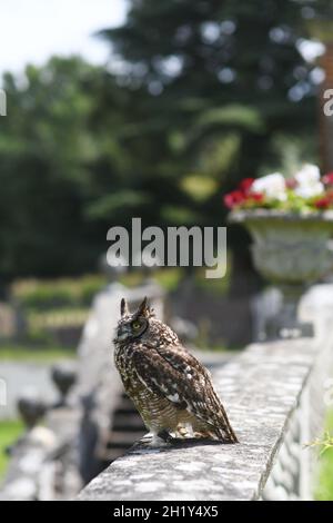 Hibou sur un mur de jardin Banque D'Images