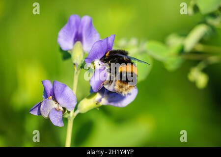 Bourdon à queue champêtre sur fleur violette dans le pré, Bombus terrestris Bumblebee Banque D'Images