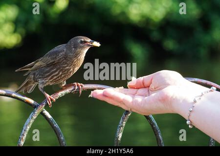 Femme qui se nourrit de la main dans St James's Park, Londres Angleterre Royaume-Uni Banque D'Images