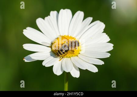 Abeille collectant du pollen sur une fleur sauvage Banque D'Images