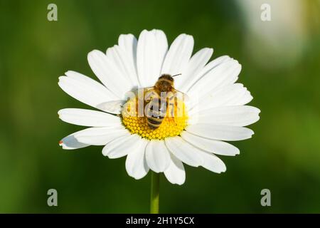 Abeille collectant du pollen sur une fleur sauvage Banque D'Images
