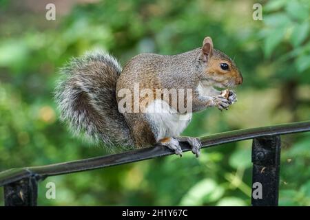 Écureuil gris dans un parc mangeant noix Banque D'Images