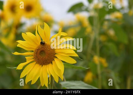 Tournesols Banque D'Images