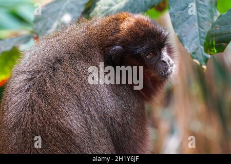 Singe titi copéry sur un arbre, Plucirocebus cupreus Banque D'Images