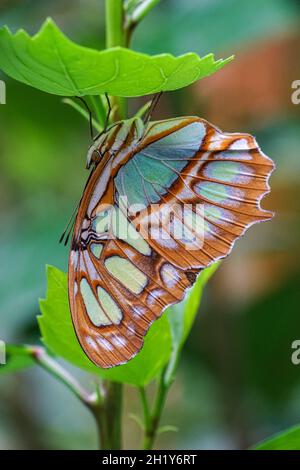 Gros plan du papillon malachite, Siproeta stelenes Banque D'Images