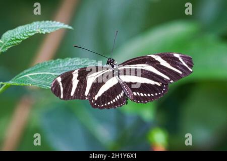Gros plan du papillon à longue zébrée, Heliconius chyderonia Banque D'Images