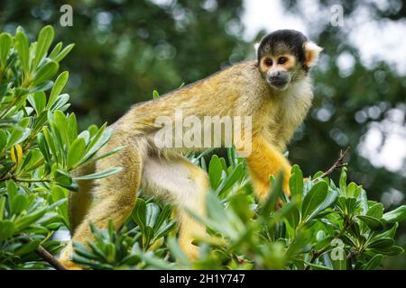 Singe écureuil à capuchon noir sur un arbre Banque D'Images