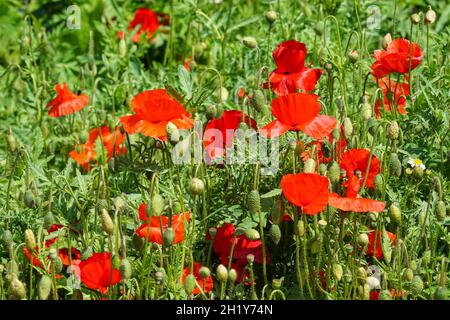 Coquelicots rouges sauvages dans la prairie Banque D'Images