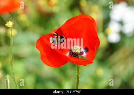 Bourdon à queue champêtre sur coquelicot rouge dans le pré, Bombus terrestris Bumblebee Banque D'Images