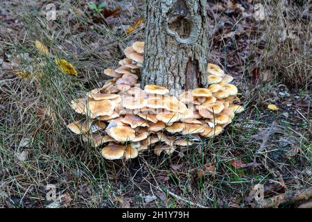 Champignons au miel, champignons saumoneux (Armillaria), automne, E USA, par James D Coppinger/Dembinsky photo Assoc Banque D'Images