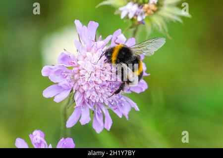 Bourdon à queue champêtre sur fleur violette dans le pré, Bombus terrestris Bumblebee Banque D'Images