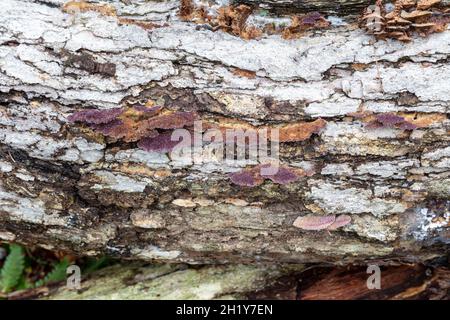 Polypore à denture violette (Trichaptum biforme) poussant sur une souche d'arbre morte, automne, E USA, par James D Coppinger/Dembinsky photo Assoc Banque D'Images