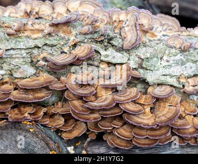 Polypore à denture violette (Trichaptum biforme) poussant sur une souche d'arbre morte, automne, E USA, par James D Coppinger/Dembinsky photo Assoc Banque D'Images