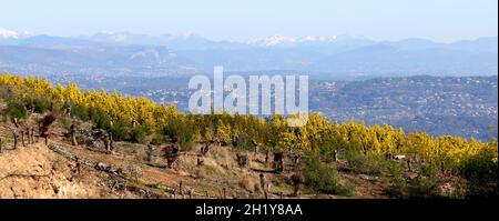 FRANCE VAR (83) RÉGION DE TANNERON, FORÊT DE MIMOSA Banque D'Images