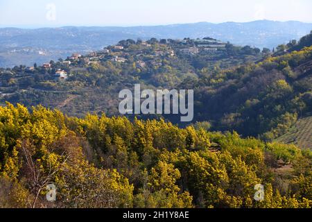 FRANCE VAR (83) RÉGION DE TANNERON, FORÊT DE MIMOSA Banque D'Images