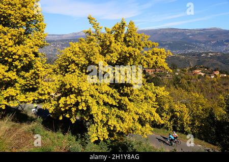 FRANCE VAR (83) RÉGION DE TANNERON, FLEURS DE MIMOSA Banque D'Images