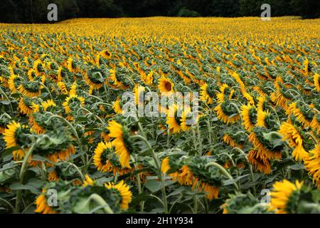 FRANCE.AUDE (11) MONTOLIEU.TOURNESOLS, CHAMP Banque D'Images