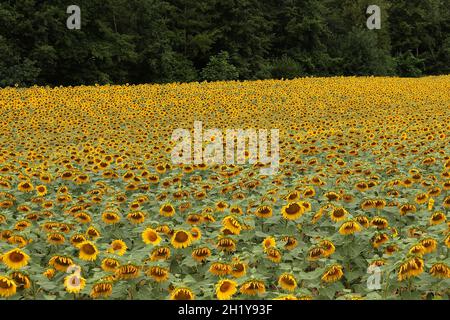 FRANCE.AUDE (11) MONTOLIEU.TOURNESOLS, CHAMP Banque D'Images
