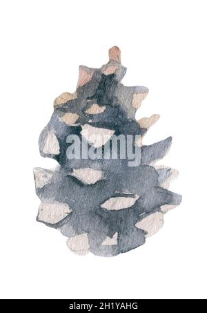 Cône de pin aquarelle. Illustration en aquarelle blanche Banque D'Images