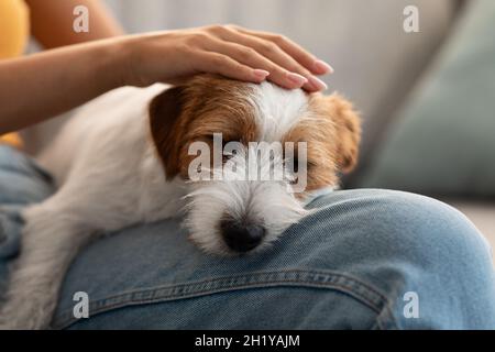 Mignon Jack russel chiot moelleux dormant sur les tours de propriétaire Banque D'Images