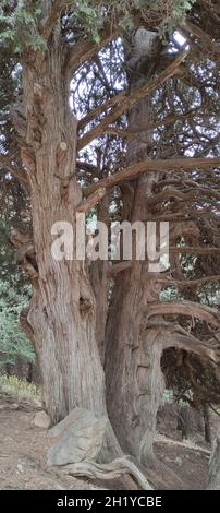 Juniperus thurifera (genévrier espagnol) dans le parc national de Chelia, montagnes d'Aures Banque D'Images