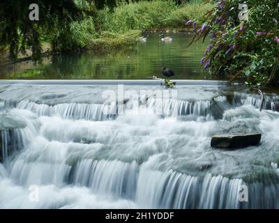 Un coq perché sur une branche au-dessus d'une petite cascade dans un parc de banlieue, pris à l'aide d'un obturateur lent pour capturer la susurration de l'eau qui tombe. Banque D'Images