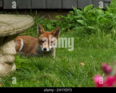 Un renard visite un jardin résidentiel dans la banlieue de Londres, se retrouvant derrière un banc de pierre pour garder un œil prudent sur le photographe. Banque D'Images